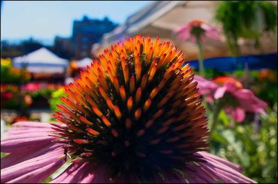 Close-up of fresh purple coneflower blooming outdoors