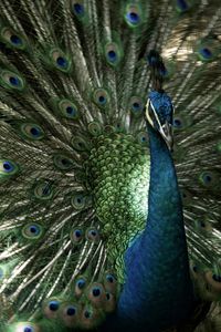 Close-up of peacock