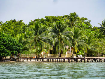 Palm trees by swimming pool against sky