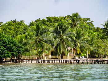 Palm trees by swimming pool against sky