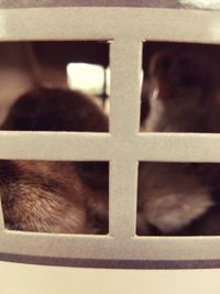 Close-up of a dog looking through window