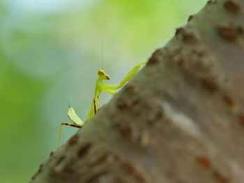 Close-up of insect on leaf