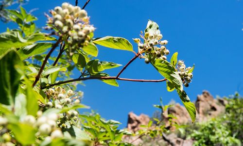 Low angle view of flowers blooming against clear sky