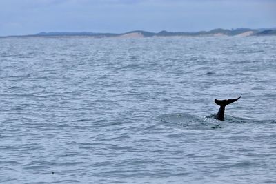 View of dolphin swimming in sea