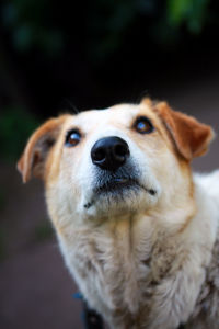 Close-up portrait of dog