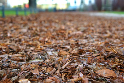 Close-up of autumn leaves