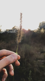 Close-up of hand holding plant against sky