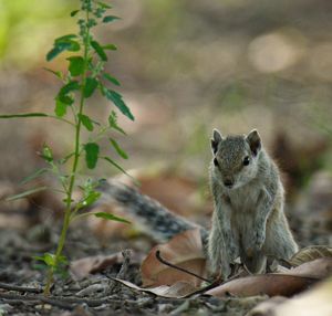 Close-up of squirrel