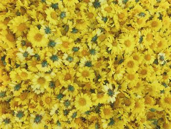 Full frame shot of yellow flowering plants