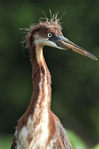 Close-up of a bird looking away