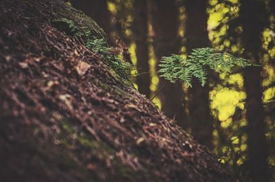 Close-up of moss growing on tree trunk