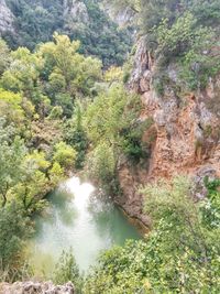 Scenic view of river amidst trees in forest