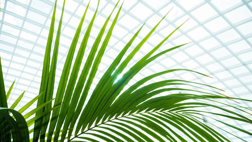 Low angle view of palm tree