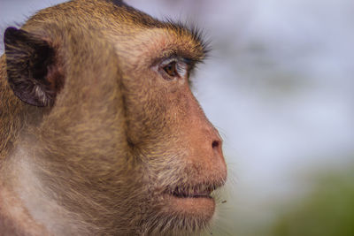 Close-up of dog looking away