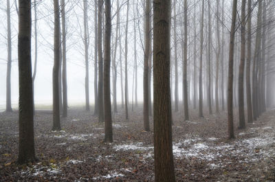 Trees in forest during winter