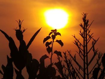 Low angle view of silhouette trees against sky at sunset