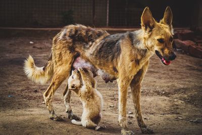 Full length of a dog on field