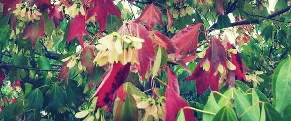 Close-up of red flowers