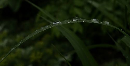 Close-up of water drops on grass