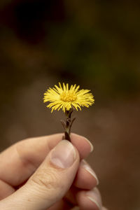 Cropped hand of person holding yellow flower