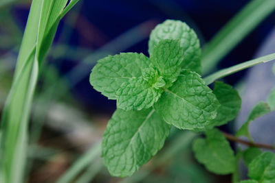 Close-up of fresh green leaves