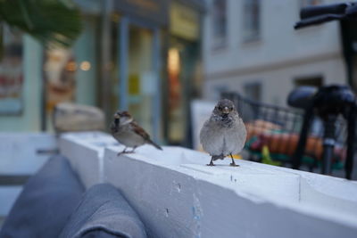 Birds perching on retaining wall in city