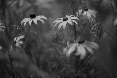 Close-up of plant against blurred background