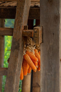 Close-up of wooden post hanging from tree trunk