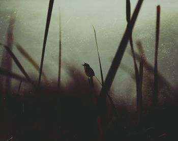 Close-up of bird in water