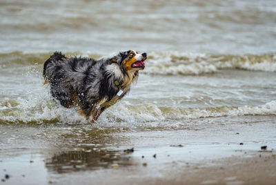 Dog running on wet beach