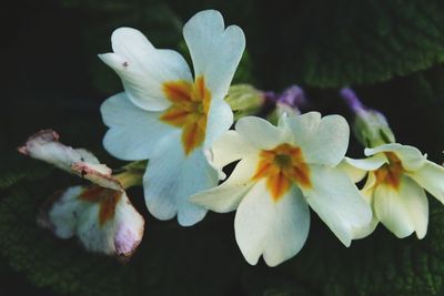 Close-up of flowers blooming outdoors