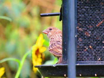 Close-up of bird perching on metal feeder