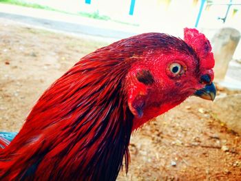 Close-up of a bird