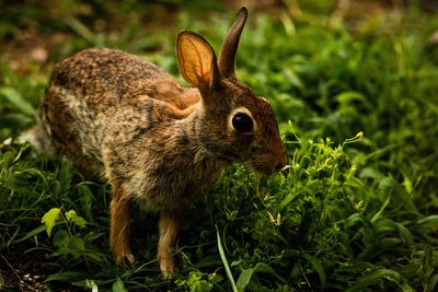 Side view of rabbit on grass