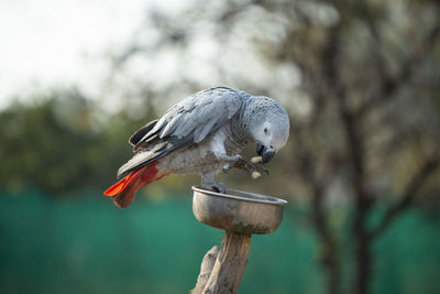 The grey parrot psittacus holding and eating a nut in zoo
