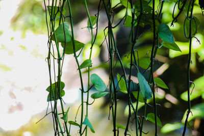 Close-up of fresh green plant