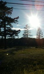 Sun shining through trees on grassy field