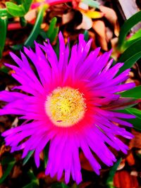 Close-up of purple flowering plant