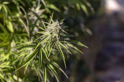 Close-up of plant in park