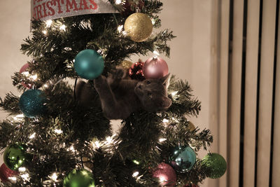 Small gray kitten in a christmas tree