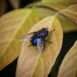 Close-up of insect on leaf