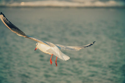 Close-up of bird flying over water