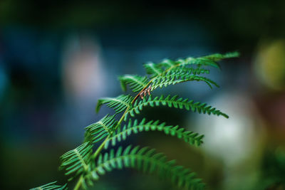 Close-up of fern leaves