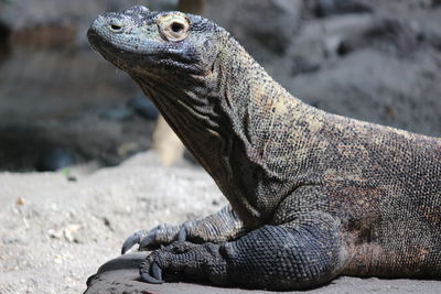 Close-up of a lizard on rock