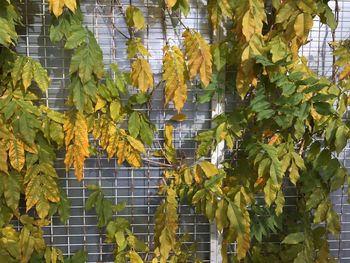 Close-up of fruits hanging on tree