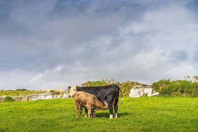 Young calf feeding on mothers milk on fresh green field, cliffs of moher, ireland