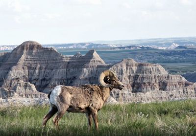 Sheep on a field