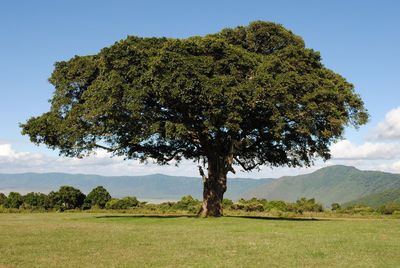 Tree on field against sky