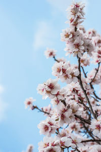 Low angle view of cherry blossom against sky