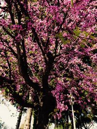 Low angle view of flower tree